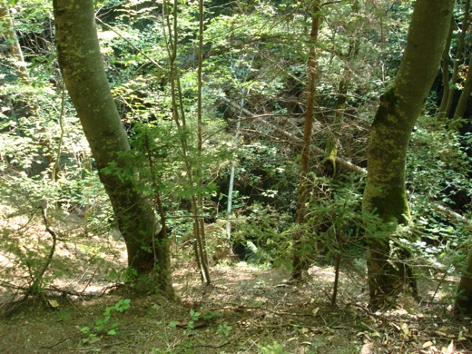 DSC00333.JPG