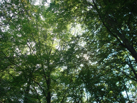 DSC00344.JPG
